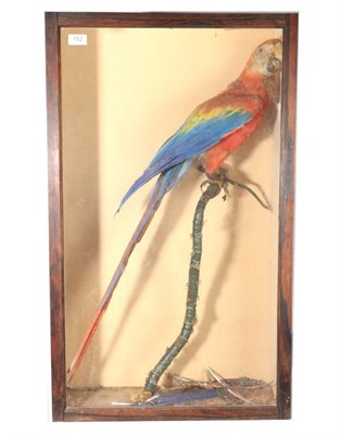 Lot 152 - Taxidermy: Scarlet Macaw (Ara macao), circa 1900, full mount perched upon a branch, enclosed within