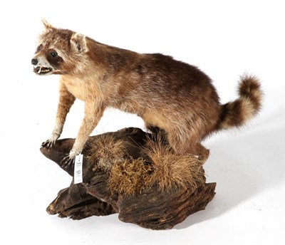 Lot 153 - Taxidermy: North American Racoon (Procyon lotor), circa late 20th century, full mount with...