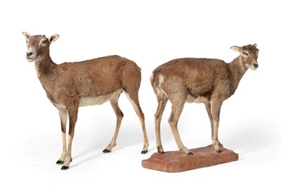 Lot 154 - Taxidermy: European Mouflon (Ovis orientalis musimon), circa late 20th century, two full mounts...