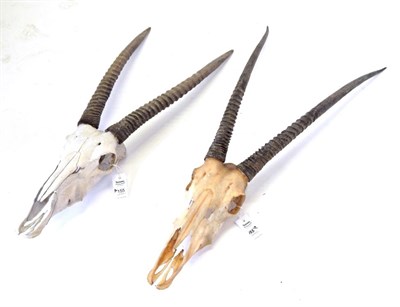 Lot 155 - Taxidermy: Gemsbok Oryx (Oryx gazella gazella), circa late 20th century, horns on cut bleached...