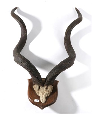 Lot 156 - Taxidermy: Cape Greater Kudu (Strepsiceros strepsiceros), circa 1910, horns on cut upper skull,...