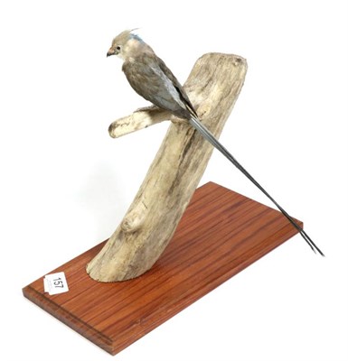 Lot 157 - Taxidermy: Blue-Naped Mousebird (Urocolius macrourus), modern, full mount perched upon a dry...