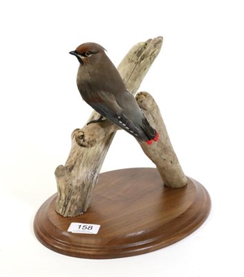 Lot 158 - Taxidermy: Japanese Waxwing (Bombycilla japonica), modern, full mount perched upon a dry tree...