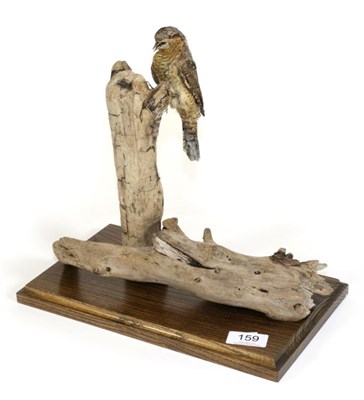 Lot 159 - Taxidermy: Wryneck (Jynx torquilla), modern, full mount clinging to the side of a small dry...