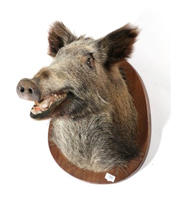 Lot 160 - Taxidermy: European Wild Boar (Sus scrofa), circa late 20th century, shoulder mount on shield...