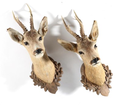 Lot 161 - Taxidermy: A Pair of Roe Buck (Capreolus capreolus) circa late 20th century, a pair of head...