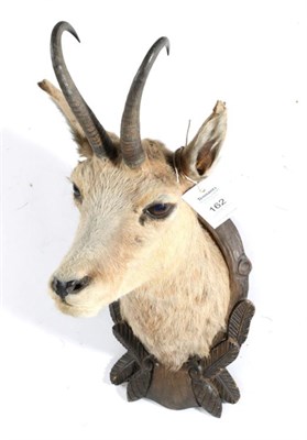 Lot 162 - Taxidermy: Alpine Chamois (Rupicapra rupicapra), circa 1980, head mount looking straight ahead,...