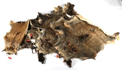 Lot 165 - Taxidermy: European Wild Boar (Sus scrofa), modern, six various sized prepared skins, juvenile...