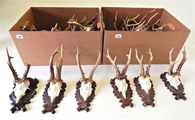 Lot 166 - Taxidermy: Roe Buck (Capreolus capreolus), circa 1970-1980, a quantity of adult antlers on cut...