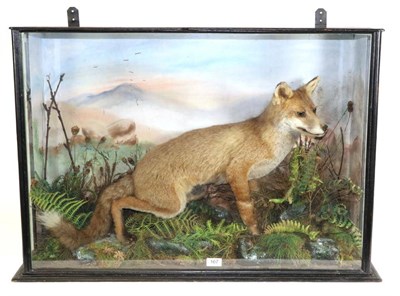 Lot 167 - Taxidermy: A Cased Red Fox (Vulpes vulpes), late Victorian, full mount stood amongst bracken...