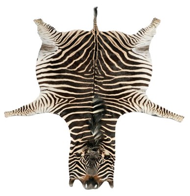 Lot 168 - Taxidermy: Burchell's Zebra Skin (Equus quagga), modern, full flat skin rug, with flat head,...