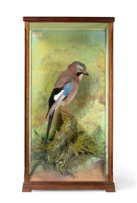 Lot 169 - Taxidermy: A Cased Eurasian Jay (Garrulus glandarius), circa 1989/90, by David.L.Keningale,...