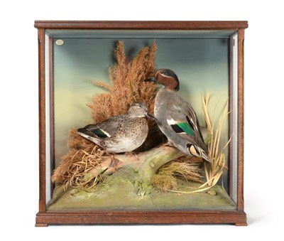 Lot 170 - Taxidermy: A Cased Pair of Teal (Anas crecca), circa 1990, by David.L.Keningale, Warwickshire,...