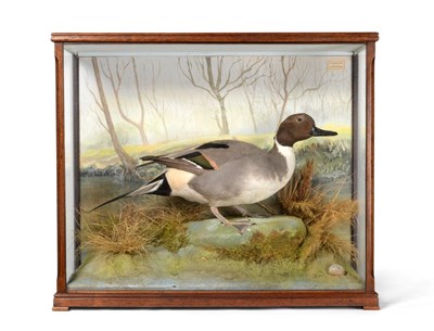 Lot 171 - Taxidermy: Northern Pintail (Anas acuta), circa 1991, by David.L.Keningale, Warwickshire, a...