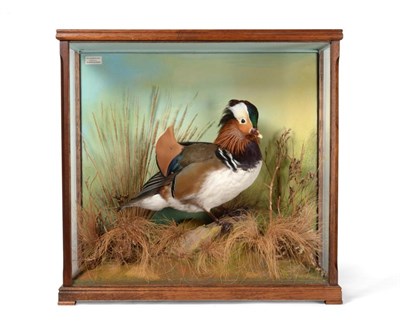 Lot 172 - Taxidermy: A Cased Mandarin Duck (Aix galericulata), circa 1991, by David.L.Keningale,...