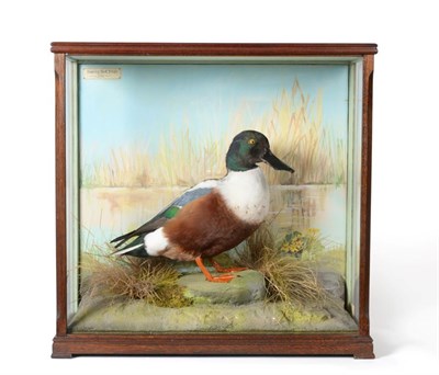 Lot 173 - Taxidermy: A Cased Northern Shoveler Duck (Anas clypeata), Somerley Park Estate 1991, by...