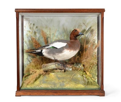 Lot 174 - Taxidermy: A Cased Wigeon (Anas penelope), circa 1990, by David.L.Keningale, Warwickshire, a...