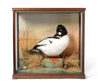 Lot 175 - Taxidermy: A Cased Goldeneye Duck (Bucephala clangula), circa 1991, by David.L.Keningale,...