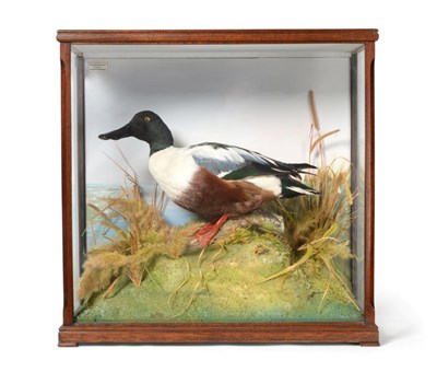 Lot 176 - Taxidermy: A Cased Northern Shoveler Duck (Anas clypeata), circa 1991, by David.L.Keningale,...