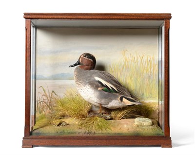 Lot 177 - Taxidermy: A Cased Teal (Anas crecca), circa 1990, by David.L.Keningale, Warwickshire, a full mount