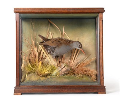 Lot 178 - Taxidermy: A Cased Waterail (Rallus aquaticus), circa late 20th century, by David.L.Keningale,...