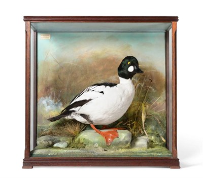 Lot 179 - Taxidermy: A Cased Goldeneye Duck (Bucephala clangula), circa 1991, by David.L.Keningale,...