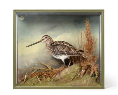 Lot 180 - Taxidermy: A Cased Common Snipe (Gallinago gallinago), circa late 20th century, by...