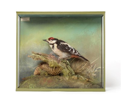 Lot 181 - Taxidermy: A Cased Greater Spotted Woodpecker (Dendrocopos major), circa late 20th century, by...