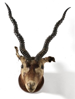 Lot 182 - Taxidermy: Rajputan Blackbuck (Antilope cervicapra rajputanae), circa 1890, head mount looking...