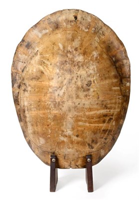 Lot 184 - Taxidermy: Tataruga Turtle (Podocnemis expansa), complete upper shell with outer shell plates...