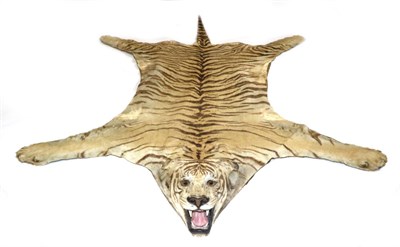 Lot 185 - Taxidermy: Indian Tiger (Panthera tigris tigris), circa 1910, by James Lippitt Clark, New York,...