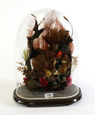 Lot 186 - Taxidermy: A Victorian Tropical Bird Display, comprising a Red Bird-Of-Paradise (Paradisaea rubra)