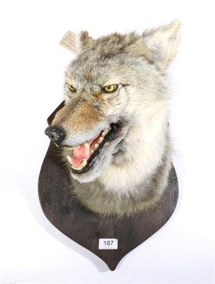 Lot 187 - Taxidermy: Coyote (Canis latrans), circa 1960-1970, head mount turning to the right with mouth...