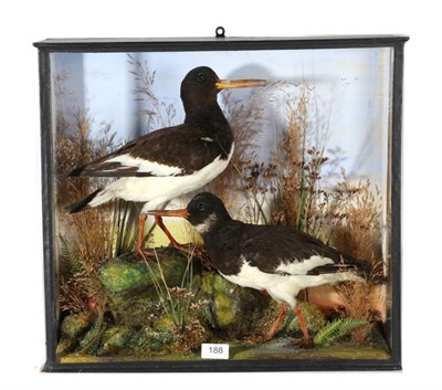 Lot 188 - Taxidermy: A Pair of Victorian Cased Oystercatchers (Heamatropus ostralegus), a pair of...