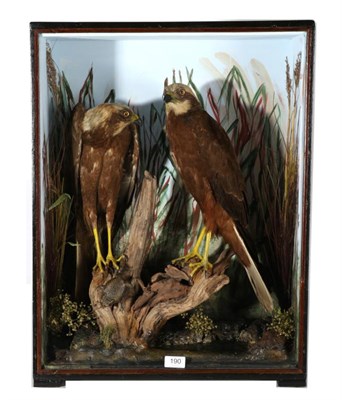 Lot 190 - Taxidermy: A Victorian Cased Pair of Northern Marsh Harriers (Circus aeruginosus), two full...