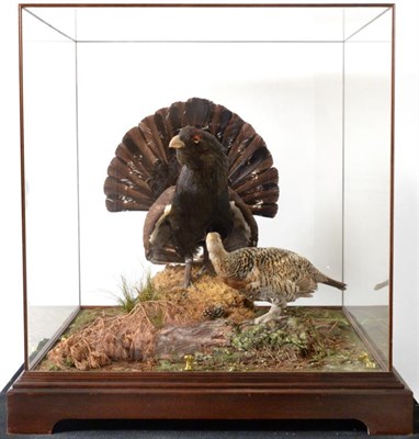 Lot 192 - Taxidermy: A Cased Museum Quality Pair of Capercaillie (Tetrao urogallus) circa late 20th...