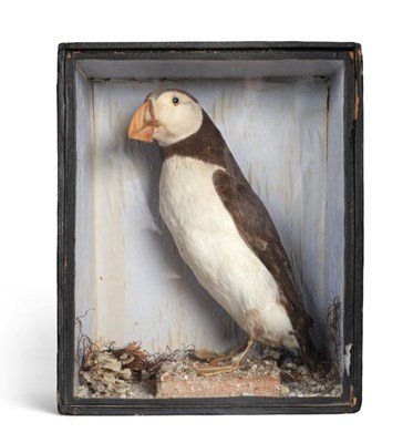 Lot 193 - Taxidermy: A Victorian Cased Puffin (Fratercula arctica), a full mount bird stood upon a shell...