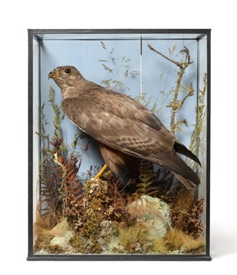 Lot 194 - Taxidermy: Common Buzzard (Buteo buteo), 1870-1920, by H.T.Shopland, 40 Higher Union St, Torquay, a