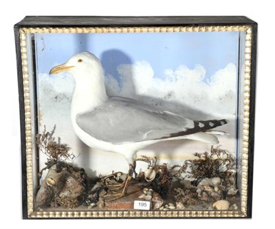 Lot 195 - Taxidermy: Yellow-legged Sea Gull (Larus cachinnans), circa 1890, full mount bird stood upon a faux