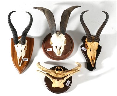 Lot 196 - Taxidermy: Game Trophy Horns on Skulls, modern, to include- Desert Warthog upper and lower jaw sets