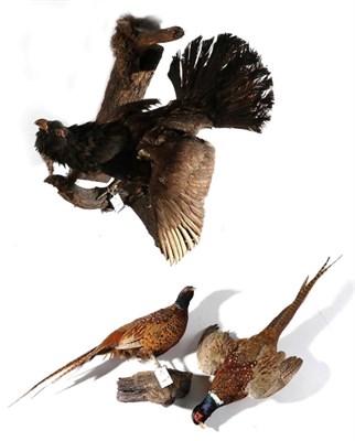 Lot 198 - Taxidermy: European Capercaillie (Tetrao urogallus), circa 1970, full mount with wings outstretched