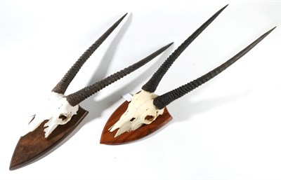 Lot 199 - Taxidermy: Gemsbok Oryx (Oryx gazella) circa late 20th century, horns on cut upper skulls on shaped