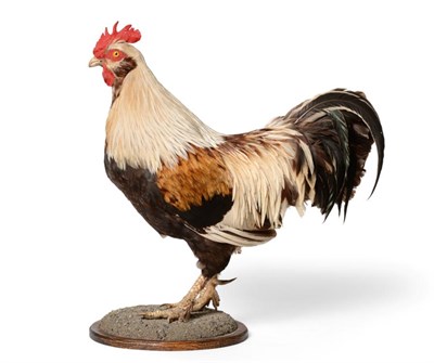 Lot 200 - Taxidermy: Dorking Rooster (Gallus gallus domesticus), modern, full mount rooster stood upon a...