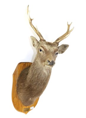 Lot 201 - Taxidermy: Sika Deer (Cervus nippon), circa 1983, shoulder mount with head turning slightly to...