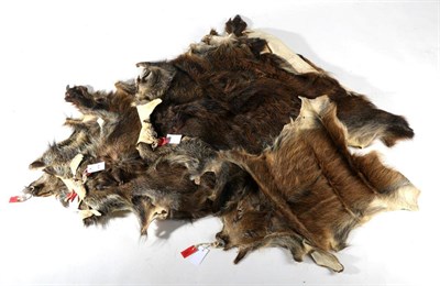 Lot 203 - Taxidermy: European Wild Boar (Sus scrofa), modern, six various sized prepared skins, juvenile...