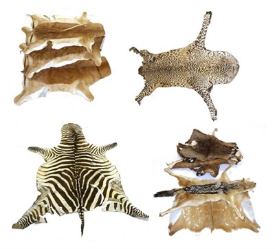 Lot 205 - Taxidermy: A Collection of African Animal Skins, including a Burchells Zebra flat skin rug with...