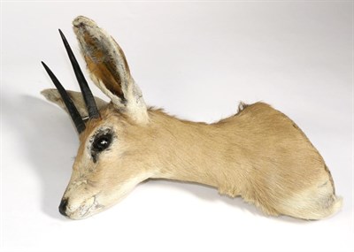 Lot 206 - Taxidermy: Steenbok (Raphicerus campestris), shoulder mount turning slightly to the left, right...