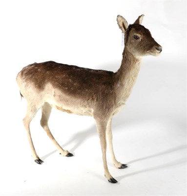 Lot 209 - Taxidermy: Fallow Deer Doe (Dama dama), modern, free-standing full mount doe with head turning...