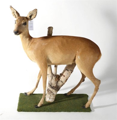 Lot 210 - Taxidermy: Roe Deer (Capreolus capreolus), modern, full mount doe with head turning to the...