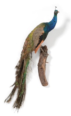 Lot 211 - Taxidermy: Indian Peacock (Pavo cristatus), modern, full mount male bird with head turning to...